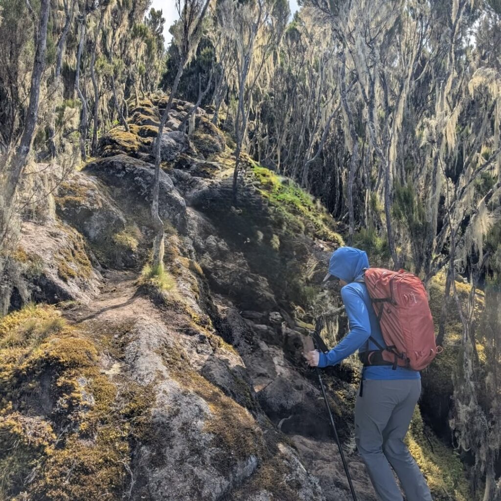 Northern Circuit Kilimanjaro trekking