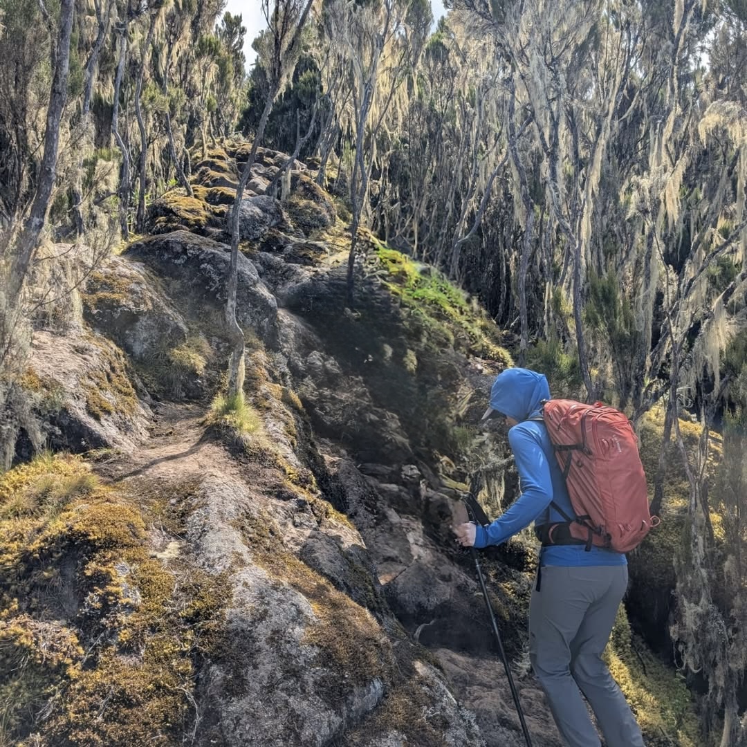 Northern Circuit Kilimanjaro trekking