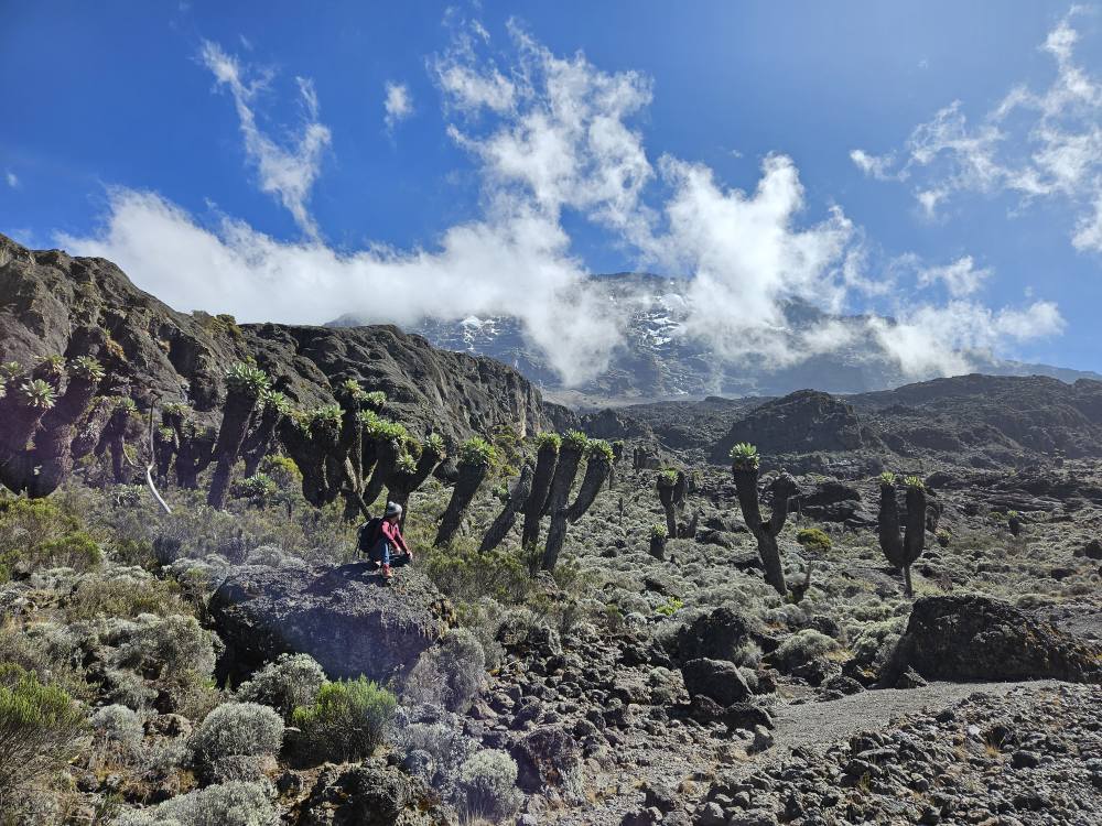 machame cactus kilimanjaro