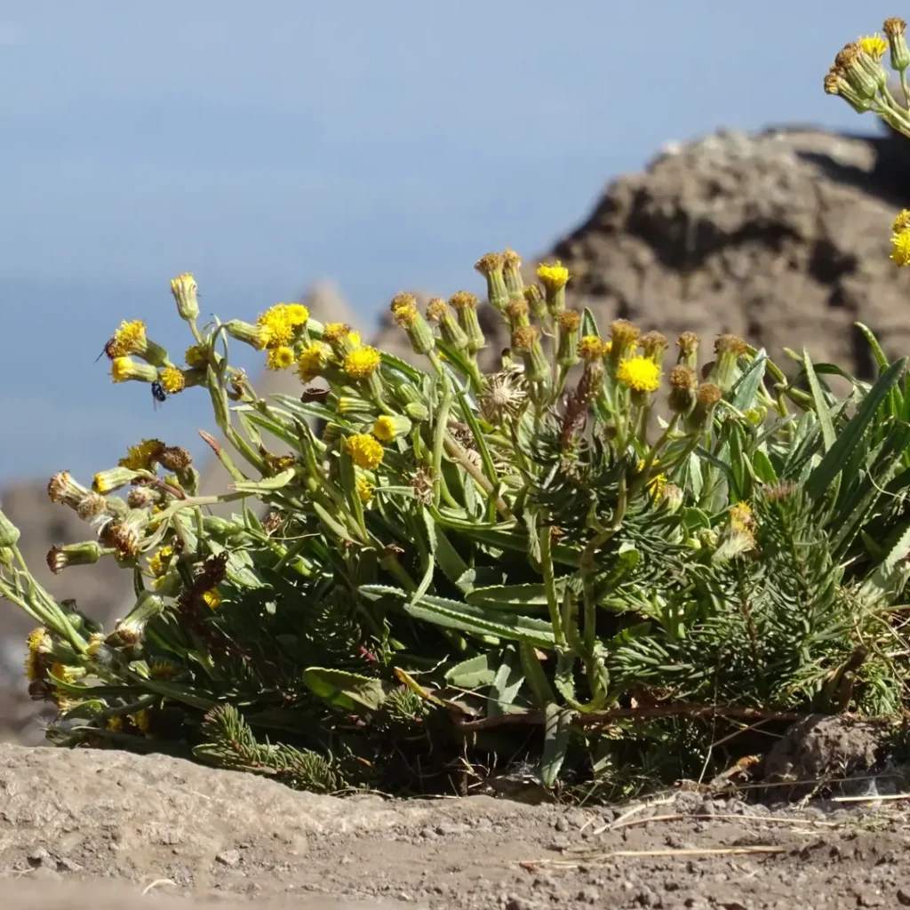 Kilimanjaro mountain rongai route path flowers