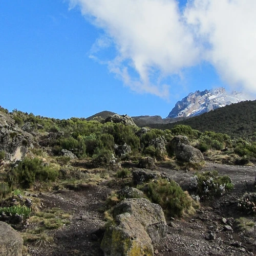 Kilimanjaro mountain rongai route vegetation