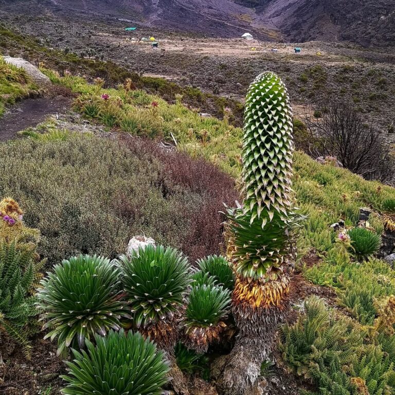 Kilimanjaro umbwe route vegetation stella point