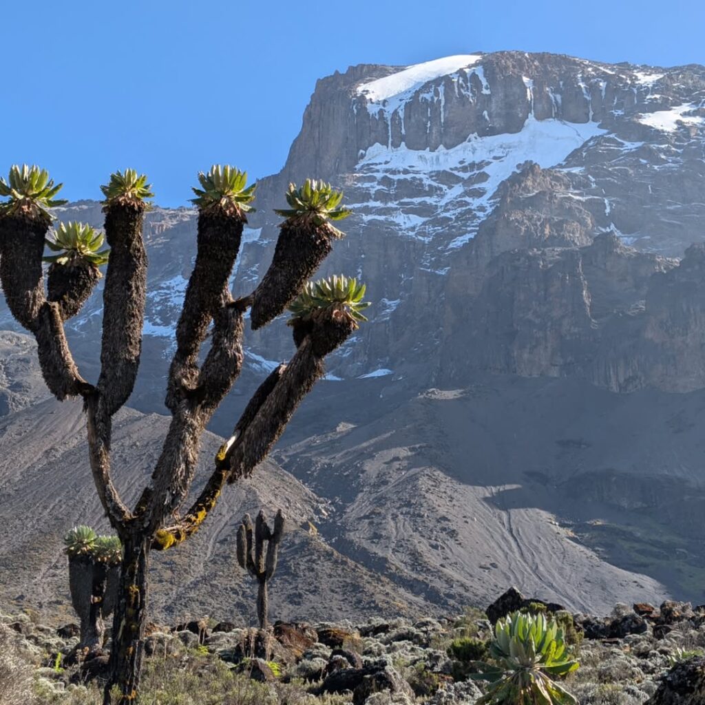 Machame route Kilimanjaro barranco camp cactus