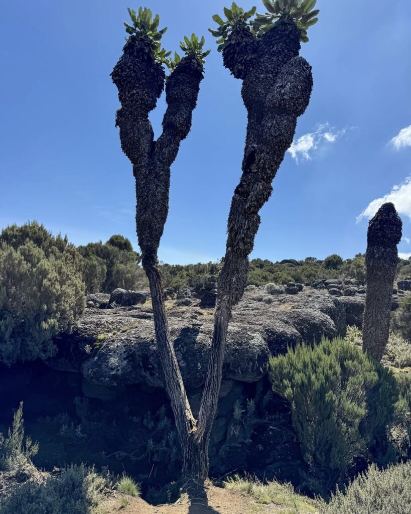 shira route cactus