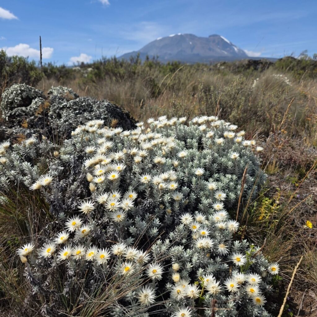 Kilimanjaro Lemosho Route flowers white