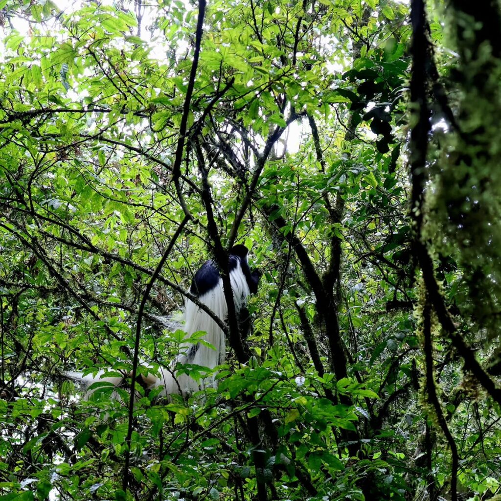 Kilimanjaro Lemosho Route forest bird green