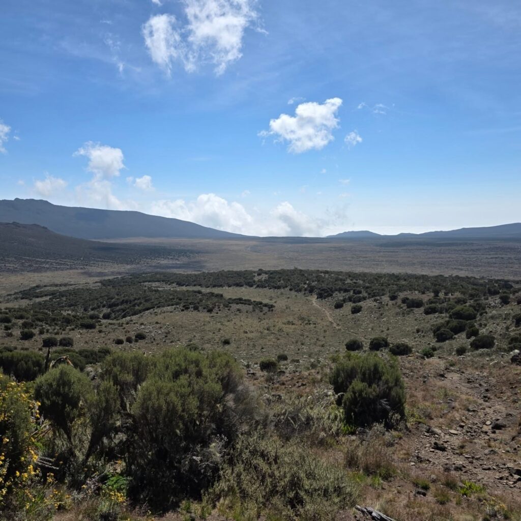 Kilimanjaro Lemosho Route green gras