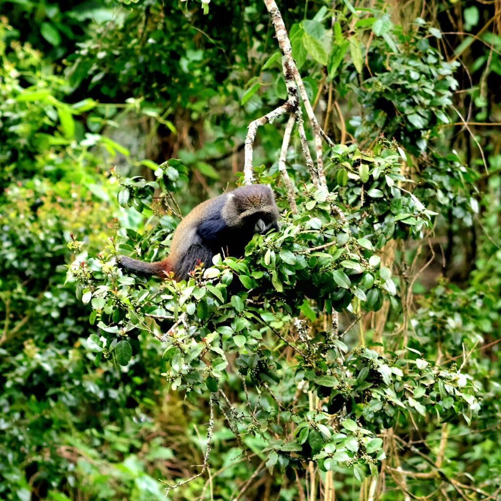 Kilimanjaro Lemosho Route monkey forest green