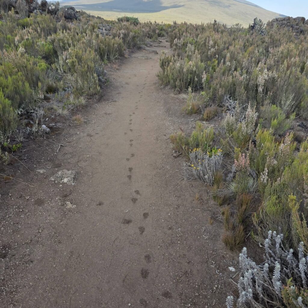 Kilimanjaro Lemosho Route path footsteps