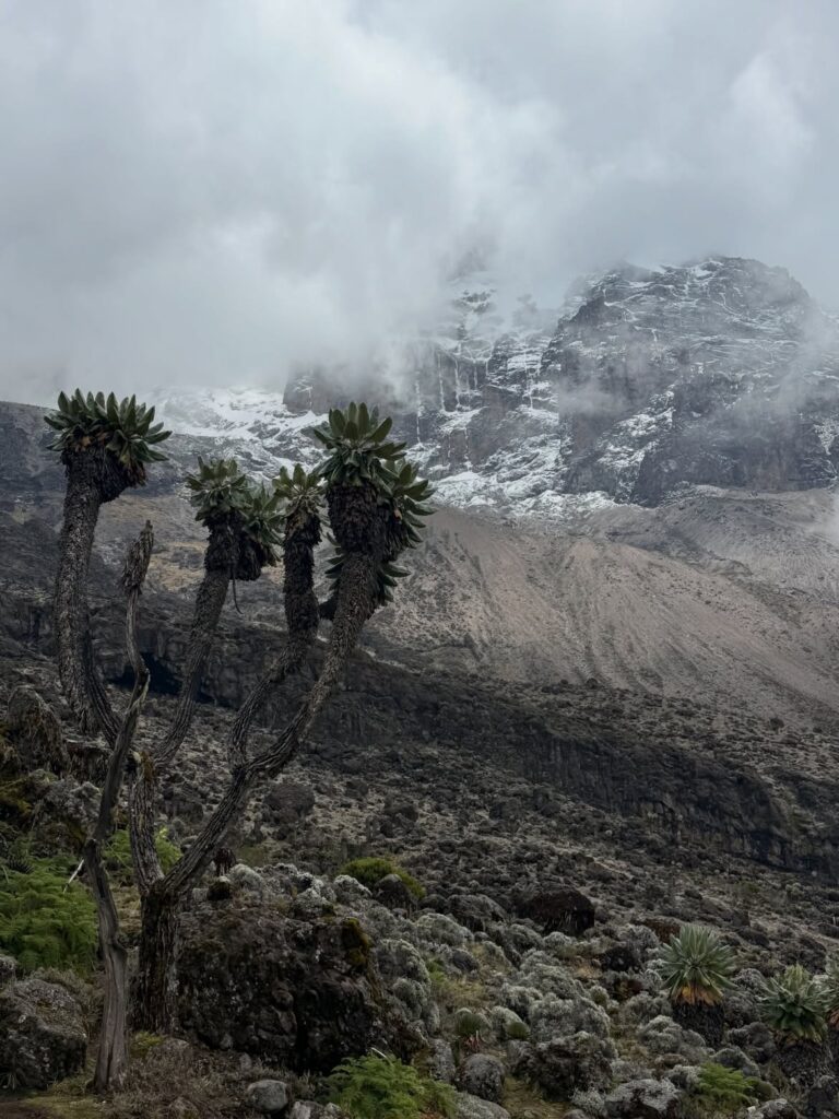 Kilimanjaro Lemosho Route vegetation fog green