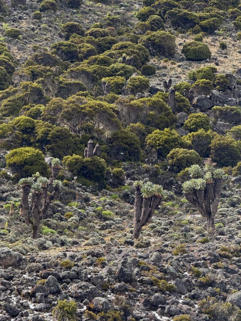 Kilimanjaro Lemosho Route vegetation green