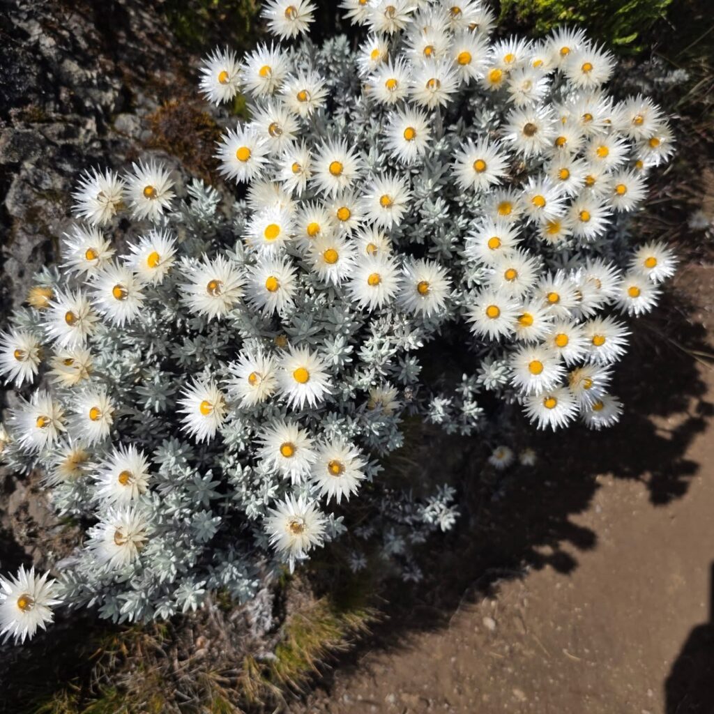 Kilimanjaro Lemosho Route white flowers