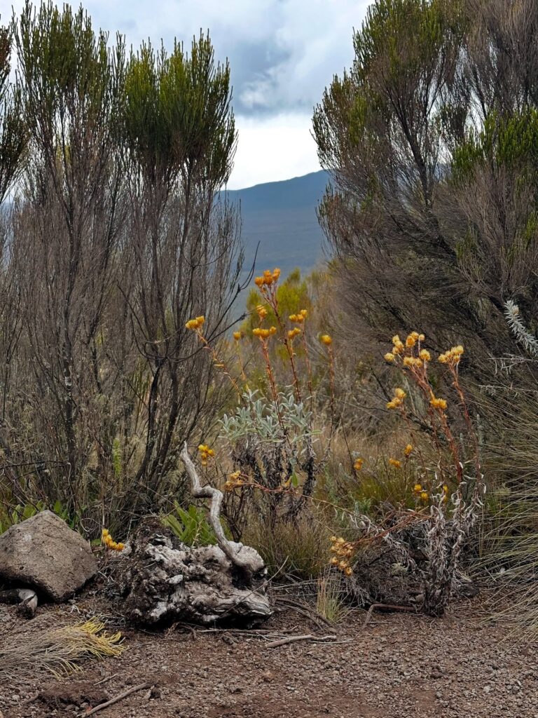 Kilimanjaro Lemosho Route yelow flowers
