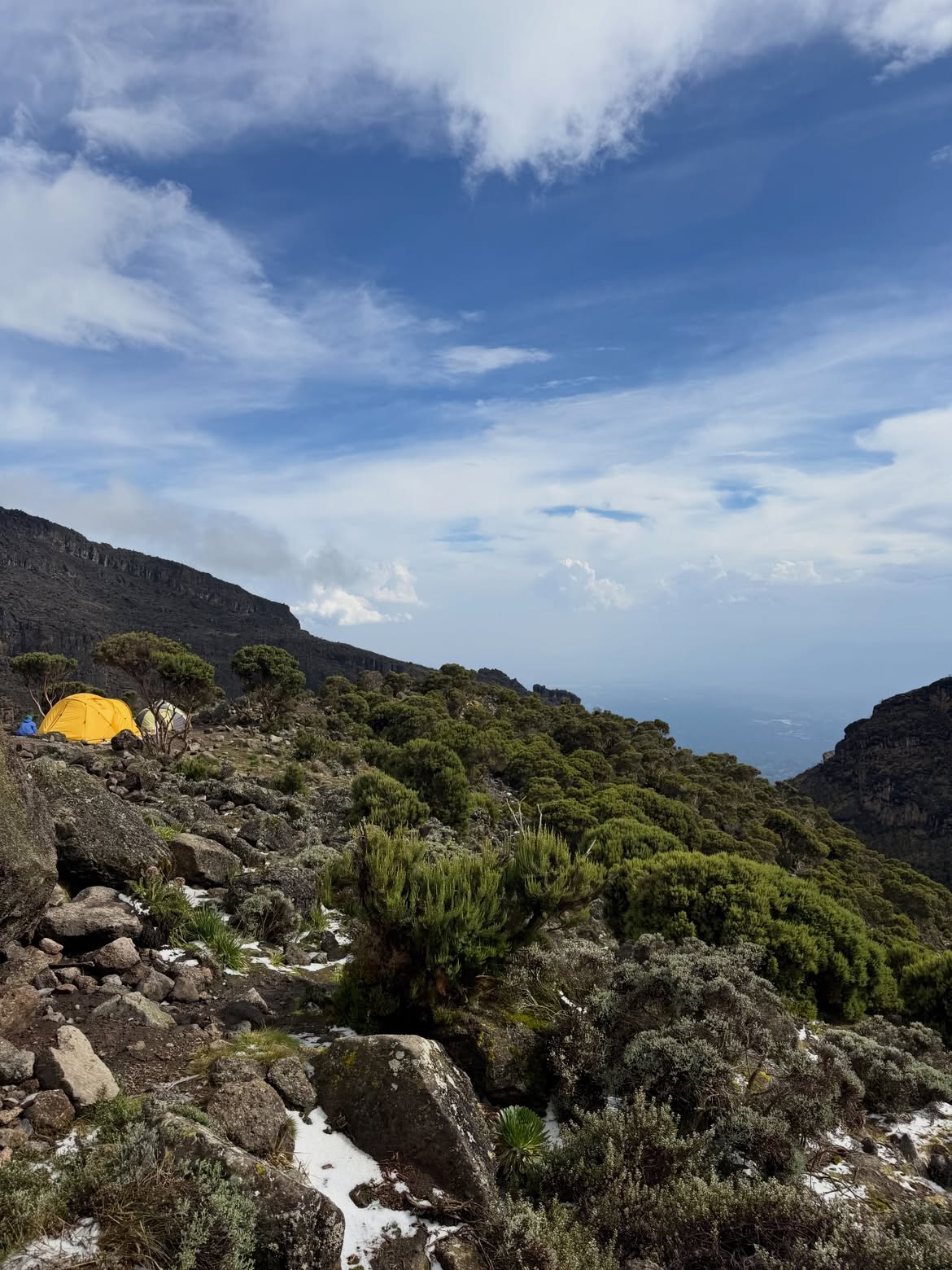 Kilimanjaro Lemosho Route yelow tent vegetation