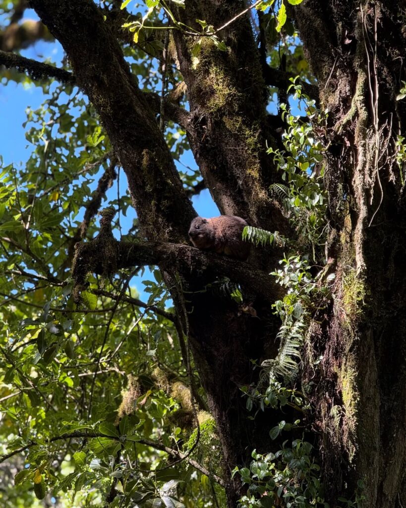 Kilimanjaro, Marangu route, animal in forest