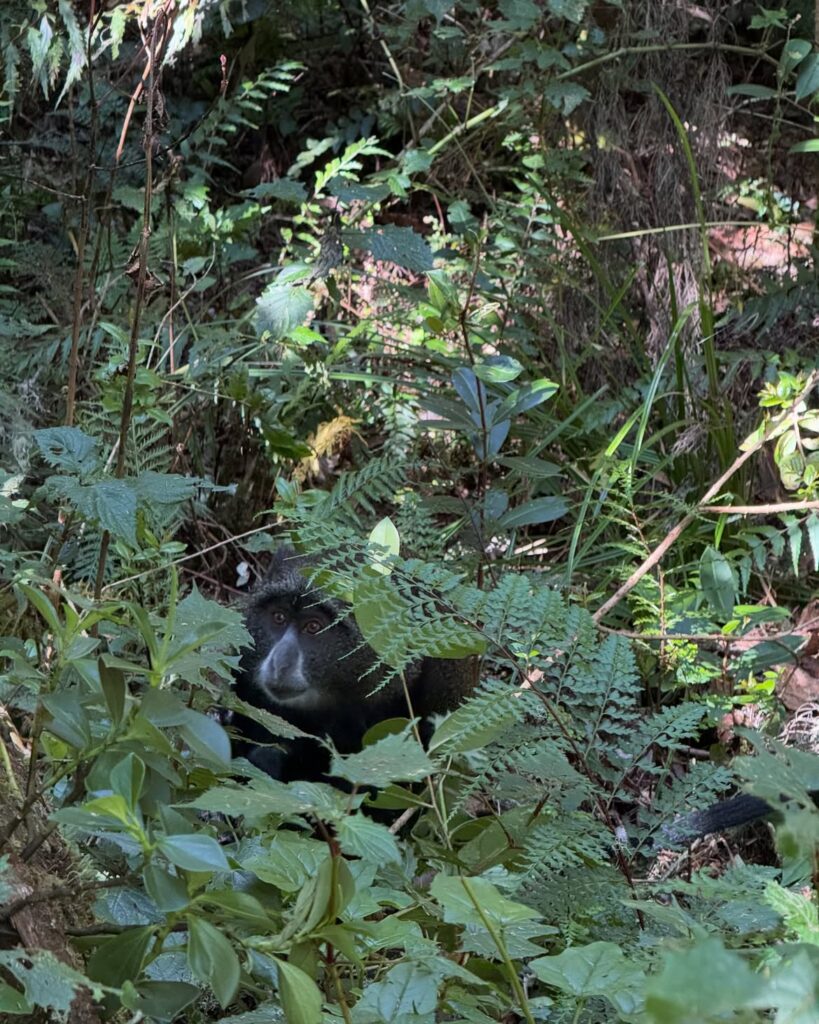 Kilimanjaro, Marangu route, monkey green