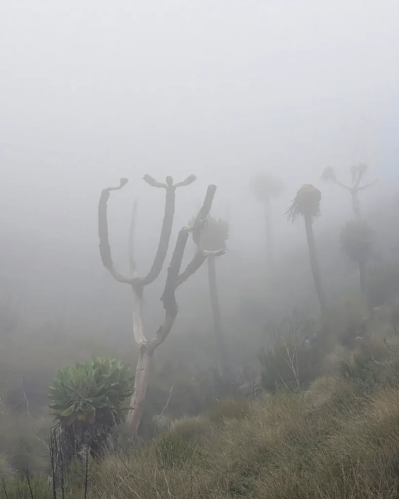 Kilimanjaro mount Marangu route fog tree