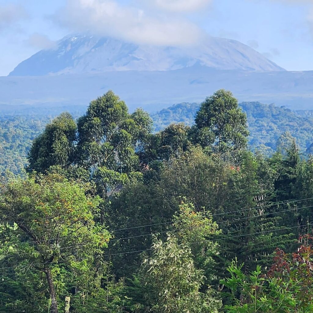 Kilimanjaro mount Marangu route forest green