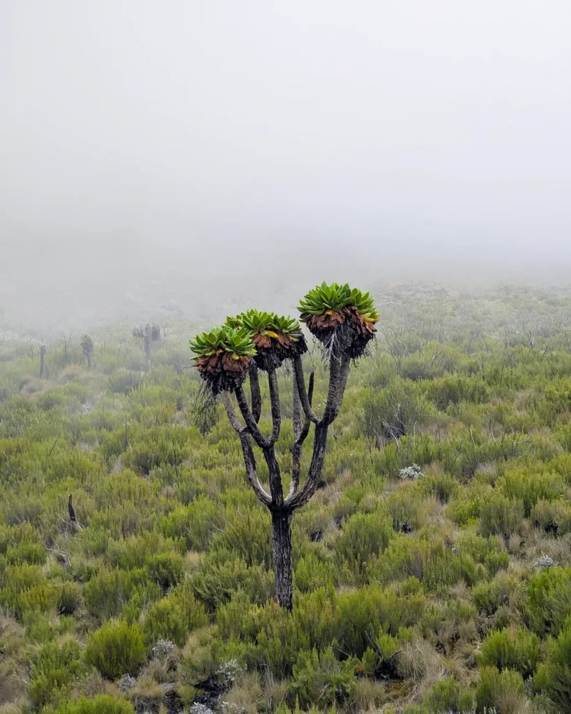 Kilimanjaro mount Marangu route green