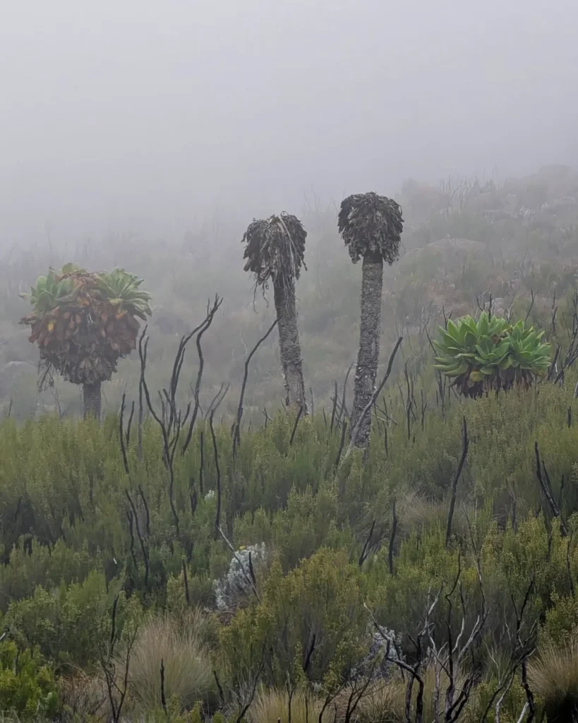 Kilimanjaro mount Marangu route green tree
