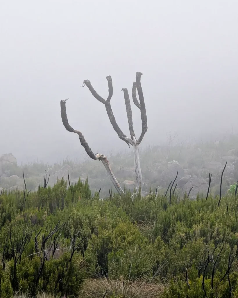 Kilimanjaro mount Marangu route tree fog