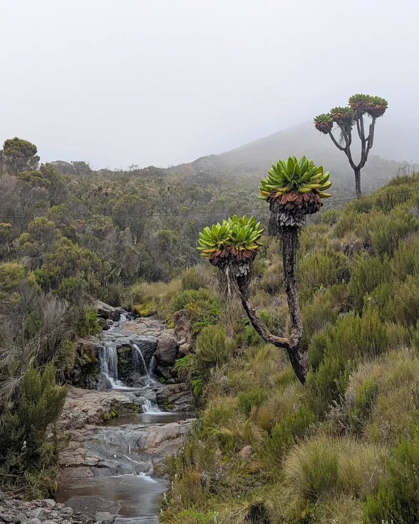 Kilimanjaro mount Marangu route water green tree