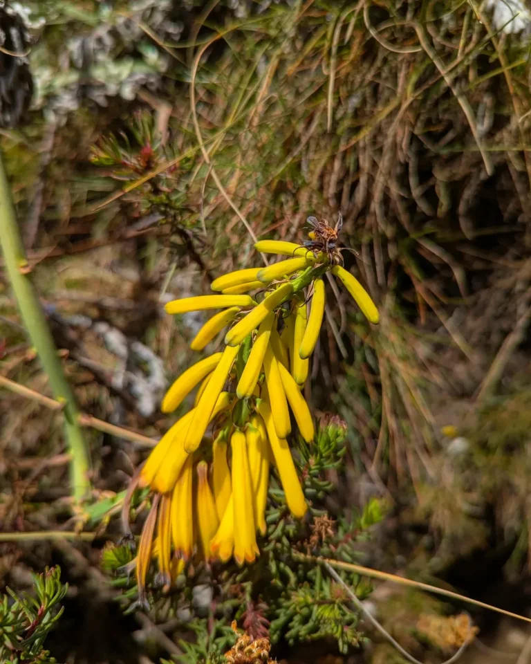 Kilimanjaro mount Marangu route yellow flowers on the tree