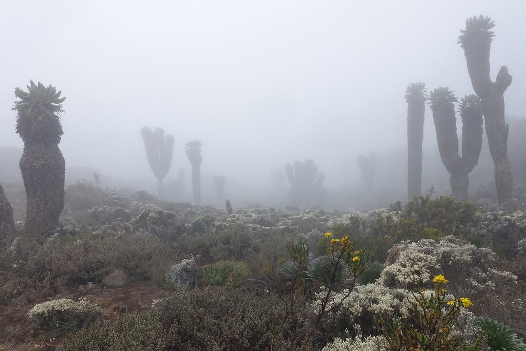 Kilimanjaro umbwe route baranco camp fog flowers vegetation
