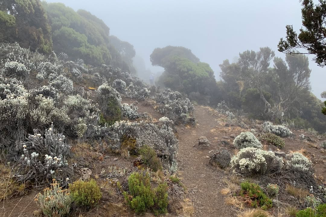 Kilimanjaro umbwe route baranco camp fog rock vegetation