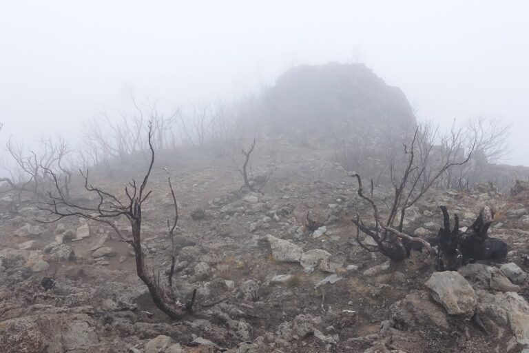 Kilimanjaro umbwe route baranco camp fog trees