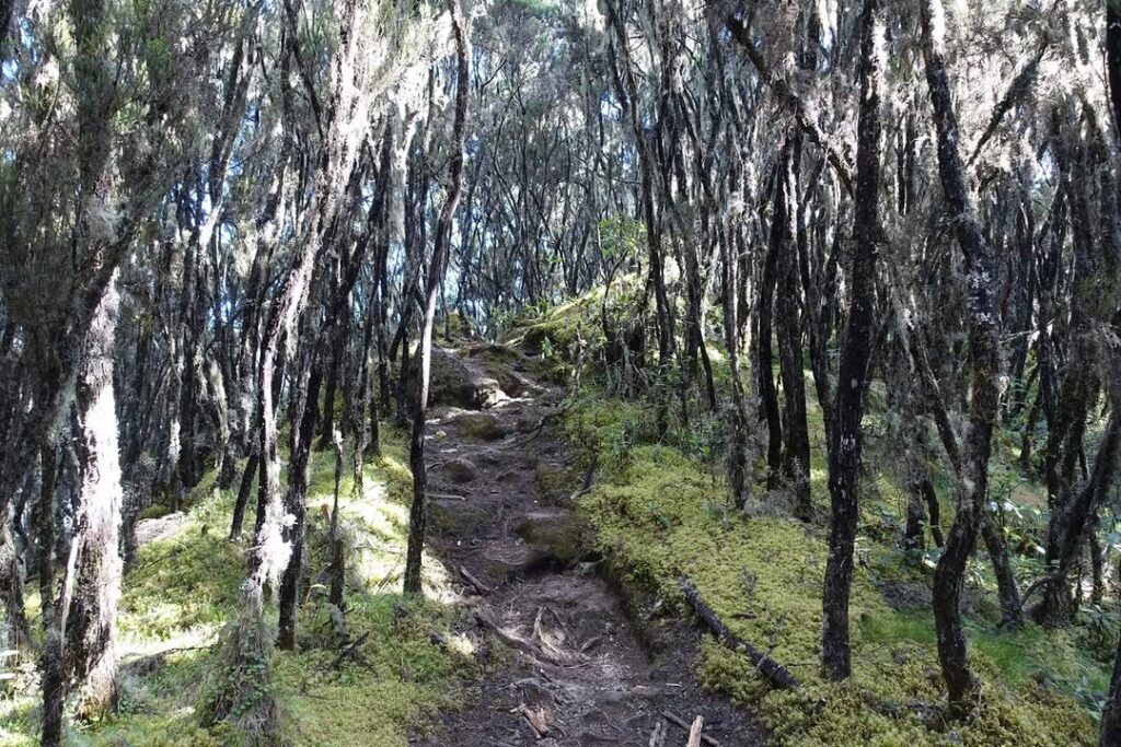 Kilimanjaro umbwe route baranco camp sunlight path