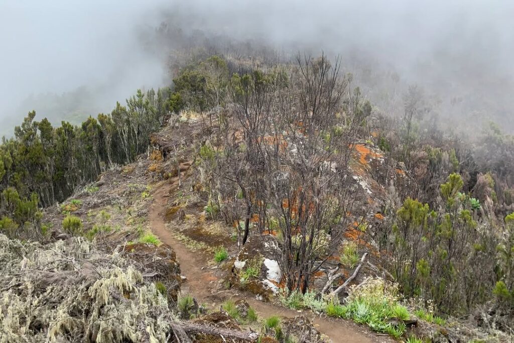 Kilimanjaro umbwe route baranco camp trees