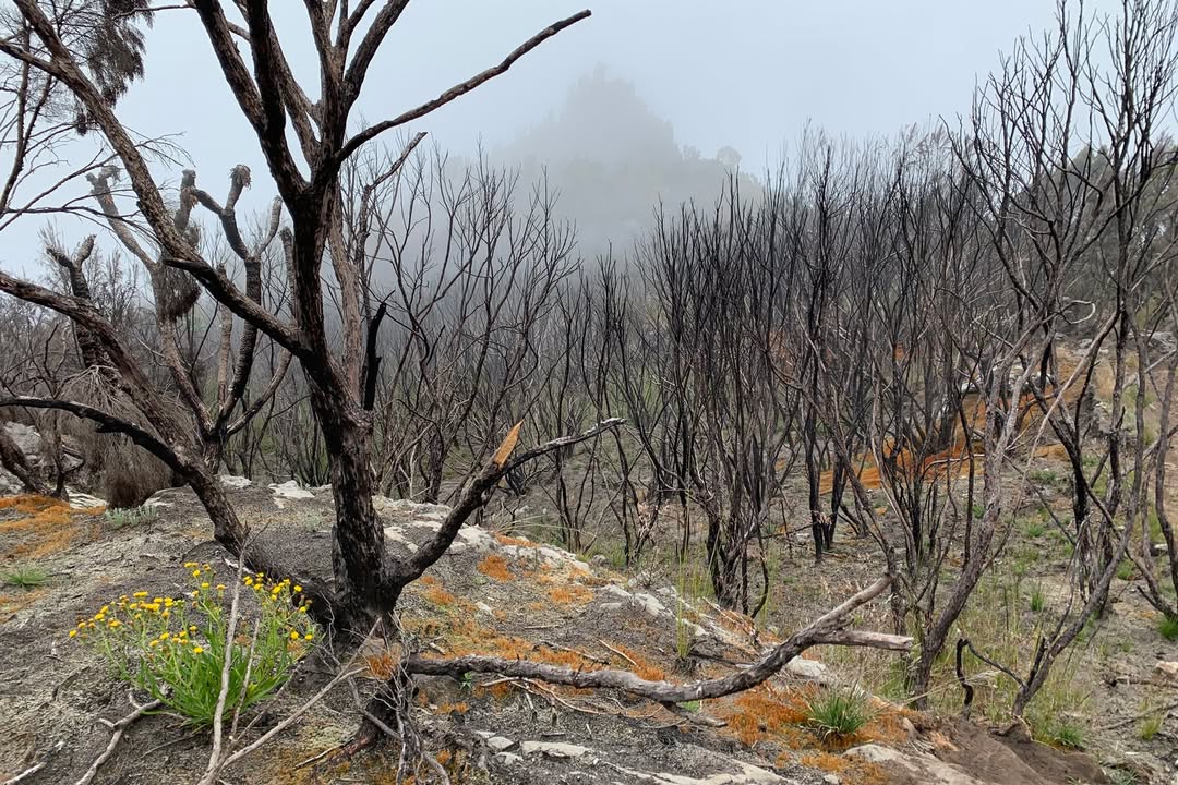 Kilimanjaro umbwe route baranco camp trees forest