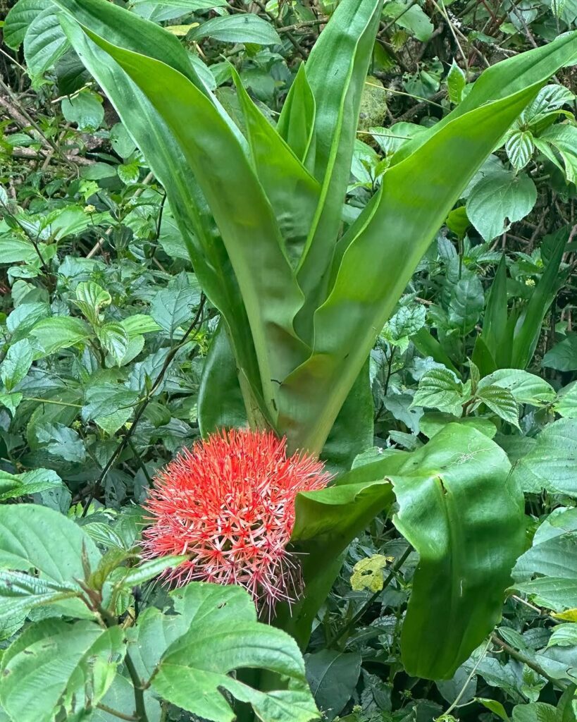Marangu Route Kilimanjaro flowers