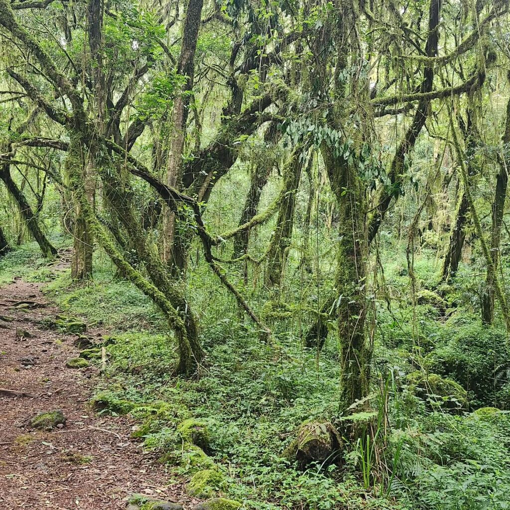 Marangu Route Kilimanjaro forest green