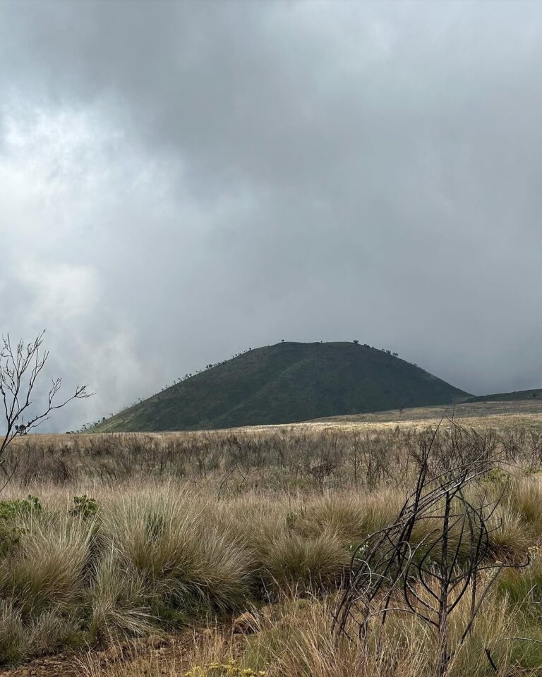 Marangu Route Kilimanjaro grass