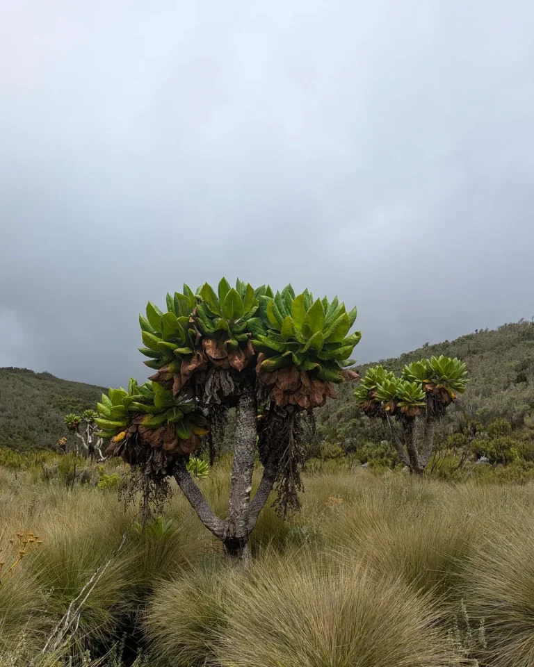 Marangu Route Kilimanjaro grass and tree