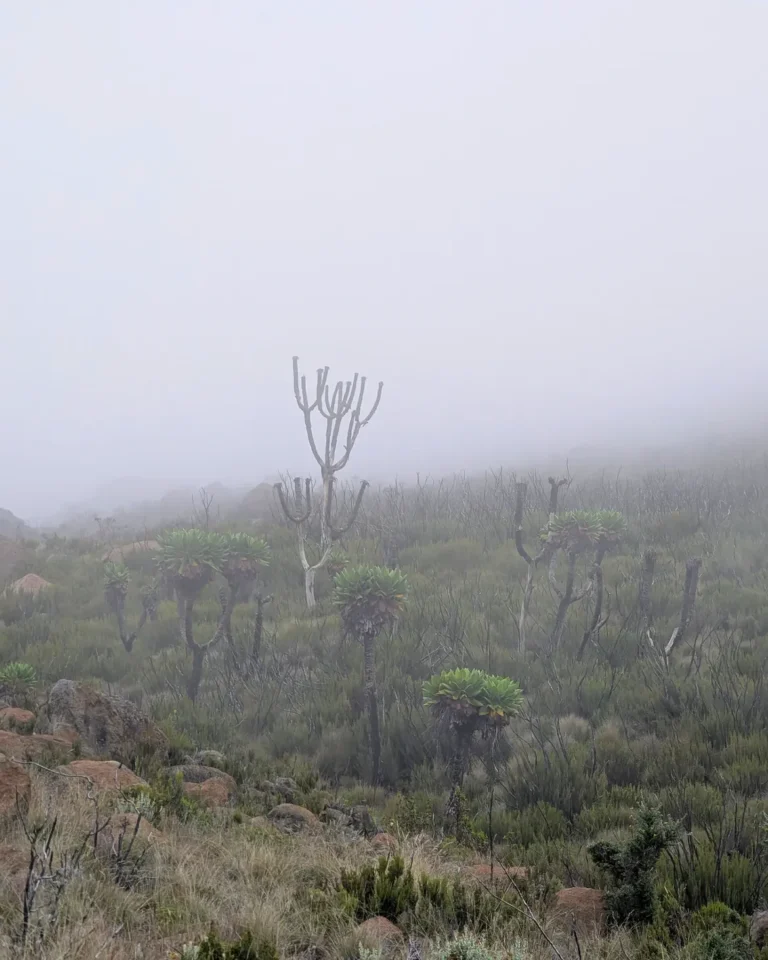 Marangu Route Kilimanjaro grass fog