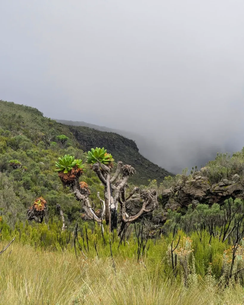 Marangu Route Kilimanjaro grass green tree