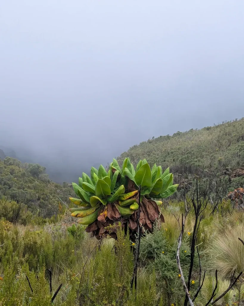 Marangu Route - Kilimanjaro green grass tree