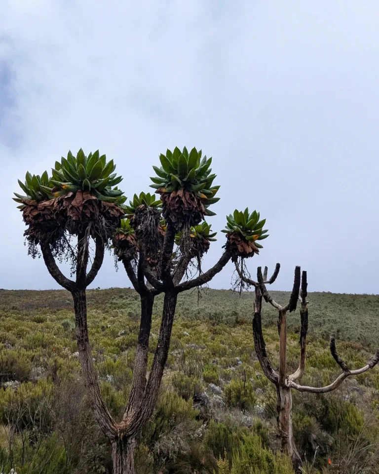 Marangu Route Kilimanjaro green tree