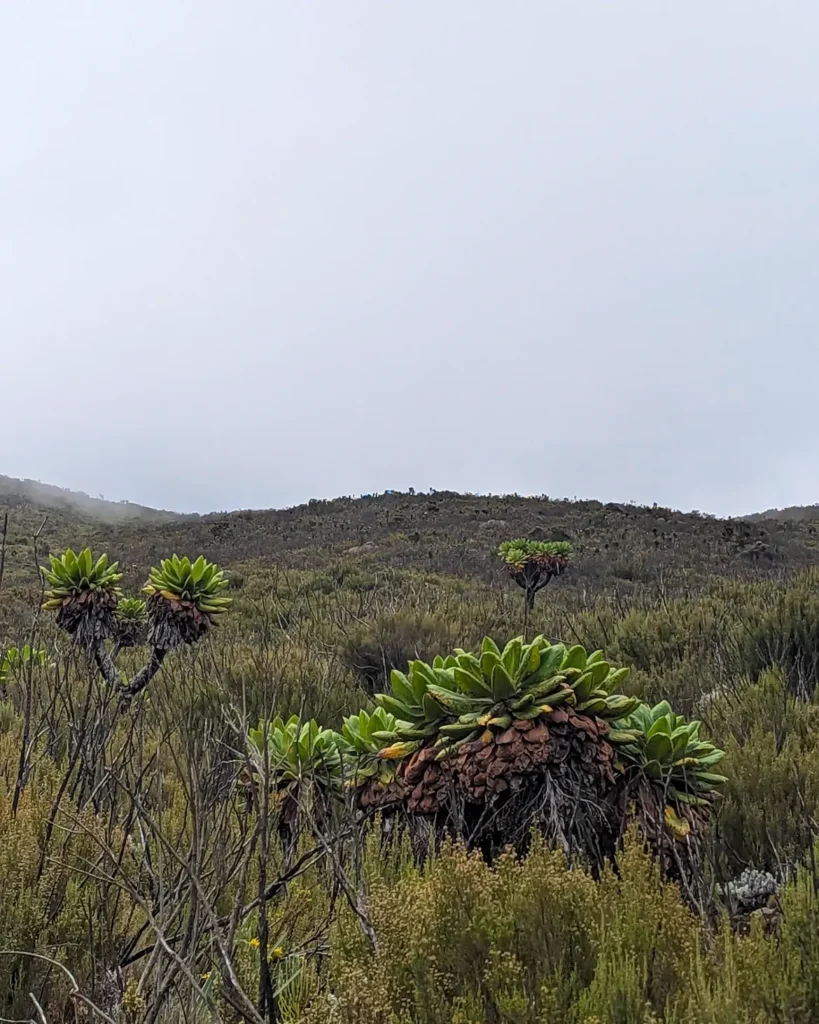Marangu Route Kilimanjaro nature green colors