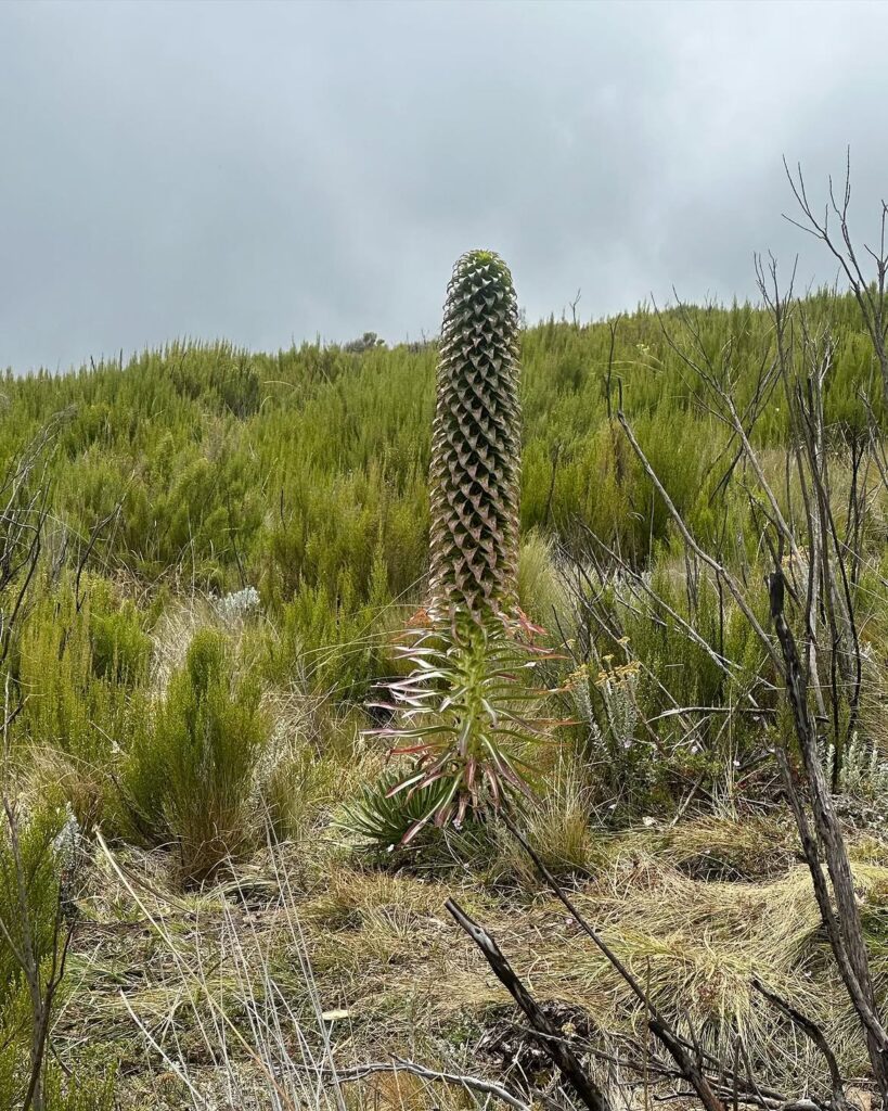 Marangu Route Kilimanjaro, plant green