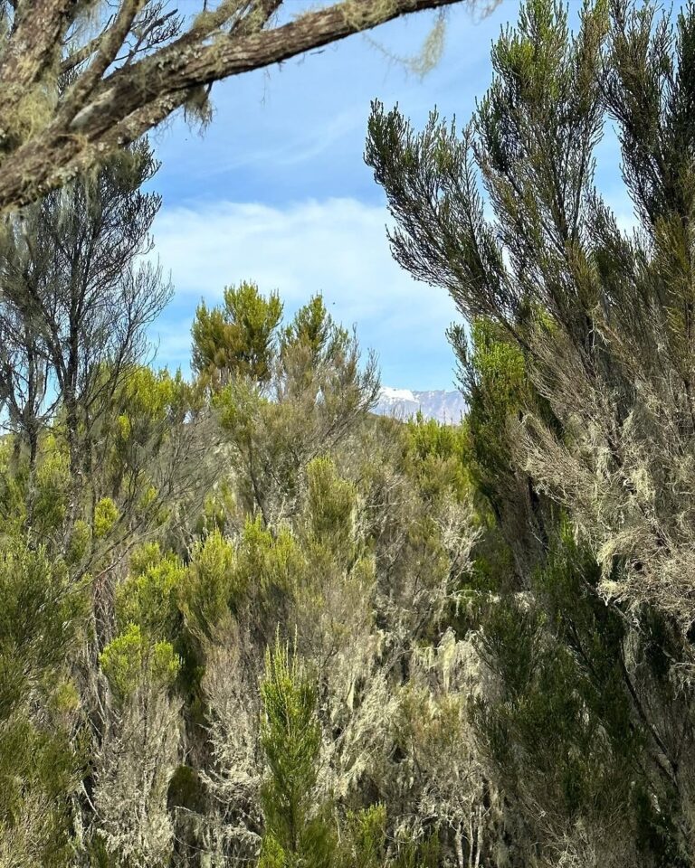 Marangu-Route-Kilimanjaro-vegetation