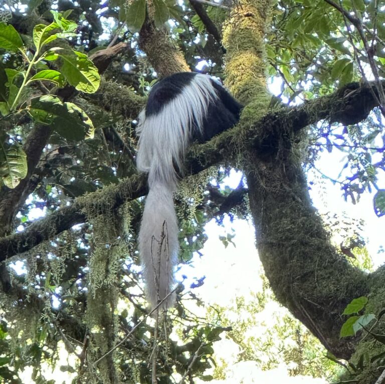 Marangu Route Mount Kilimanjaro, forest animal black and white