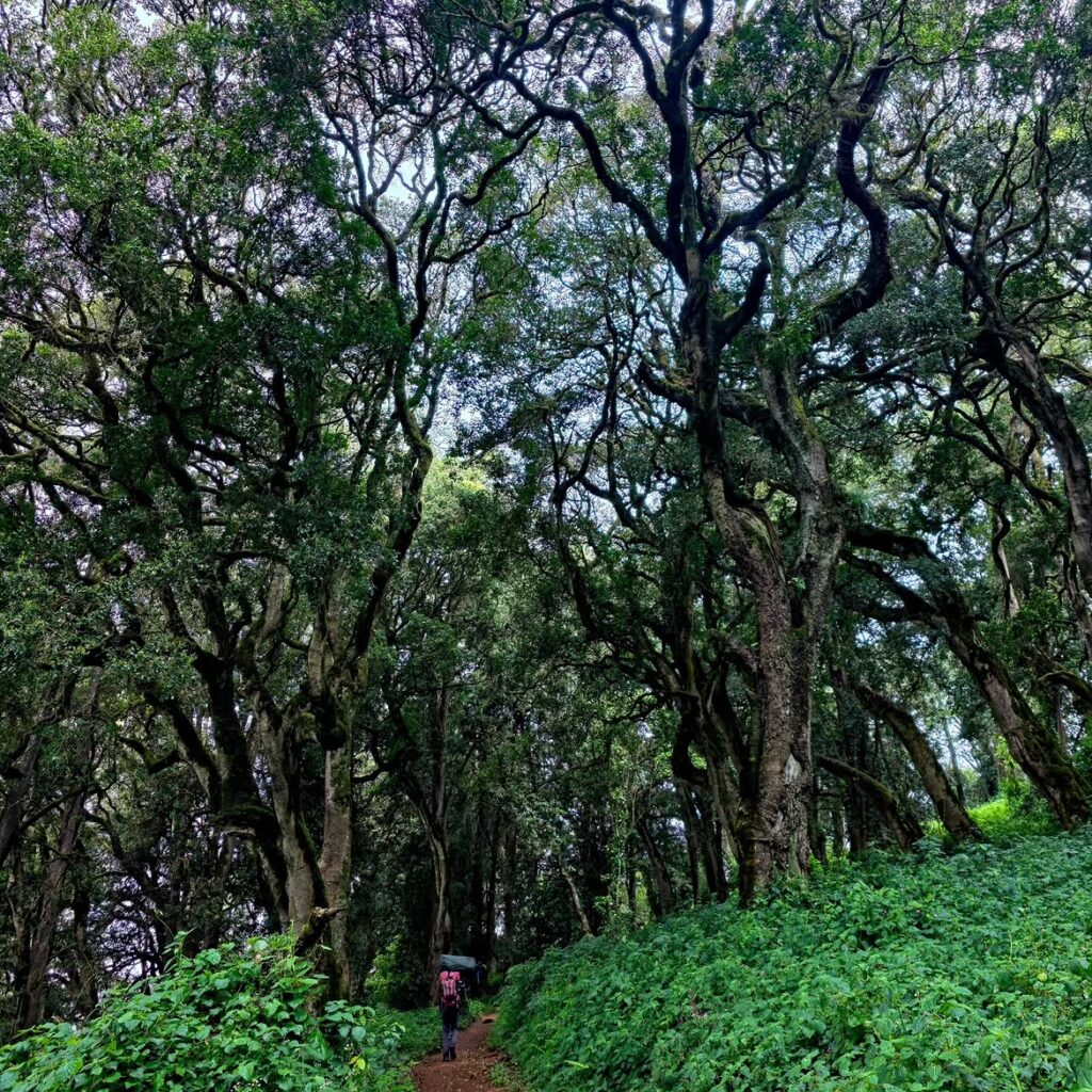 kilimanjaro lemosho route forest trekking green