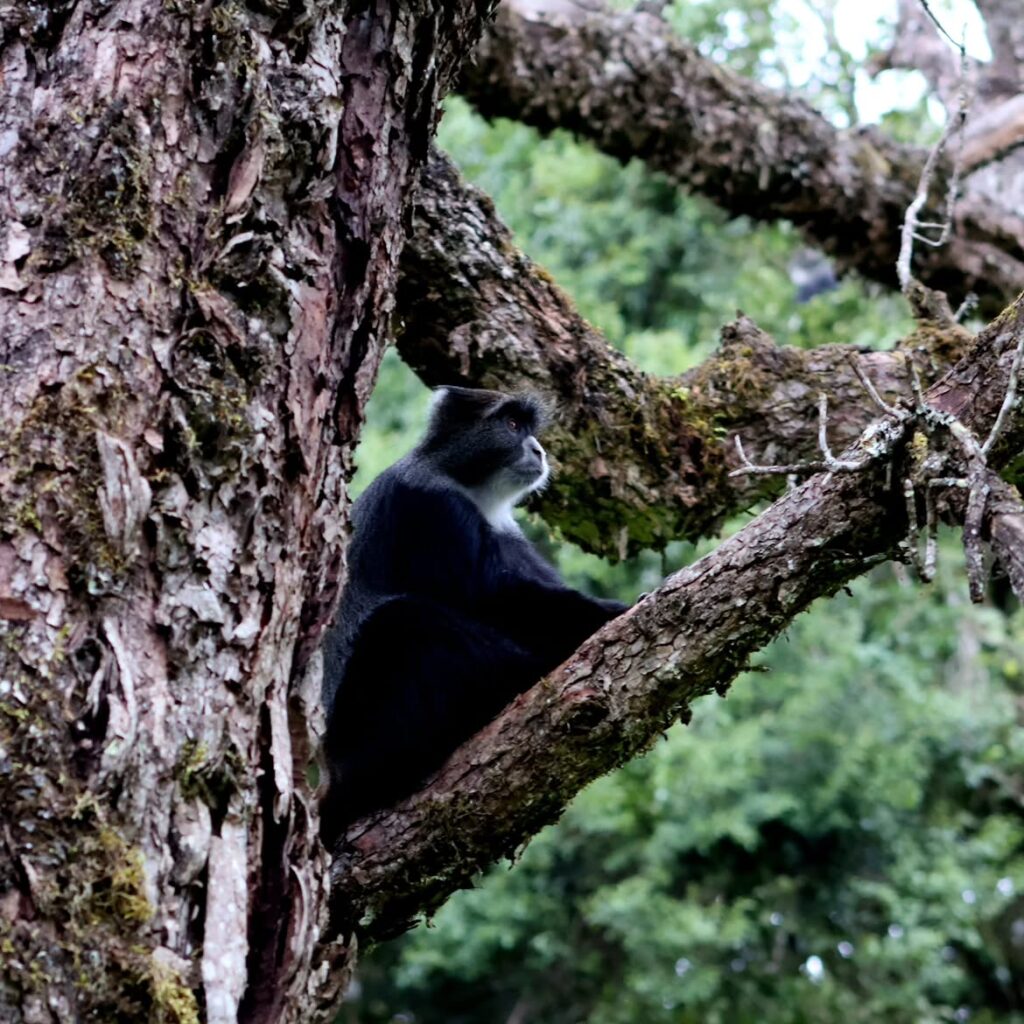 kilimanjaro lemosho route monkey forest green