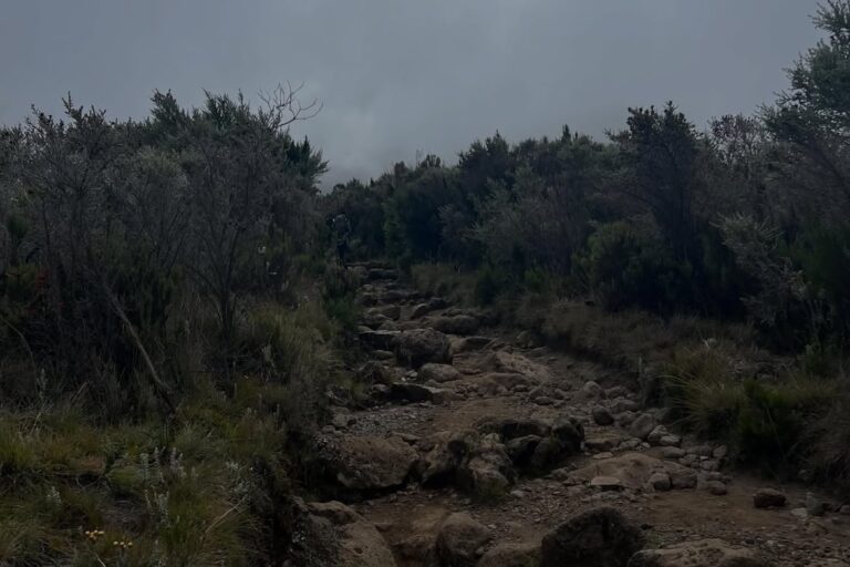 kilimanjaro mount From Mandara Hut to Horombo Hut