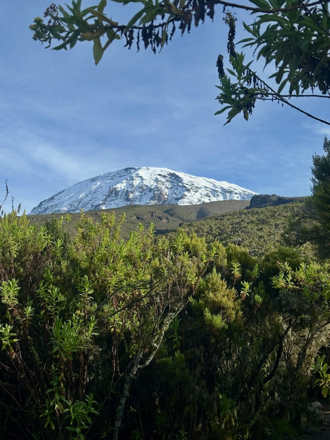 kilimanjaro mount mweka route snow vegetation