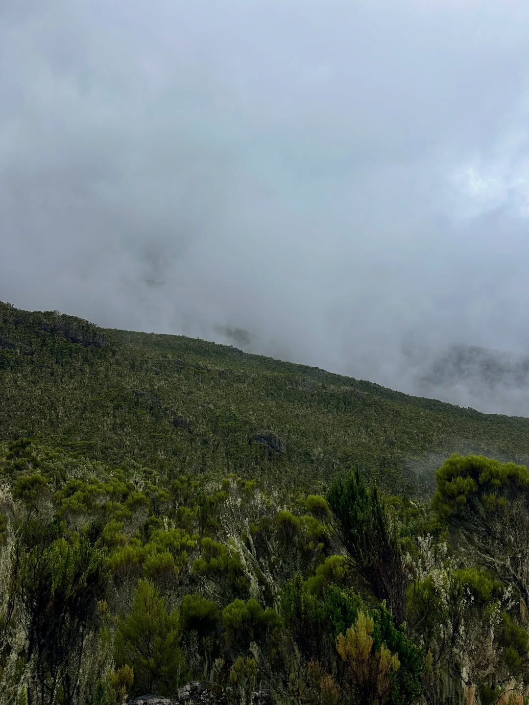 kilimanjaro mount mweka route vegetation green